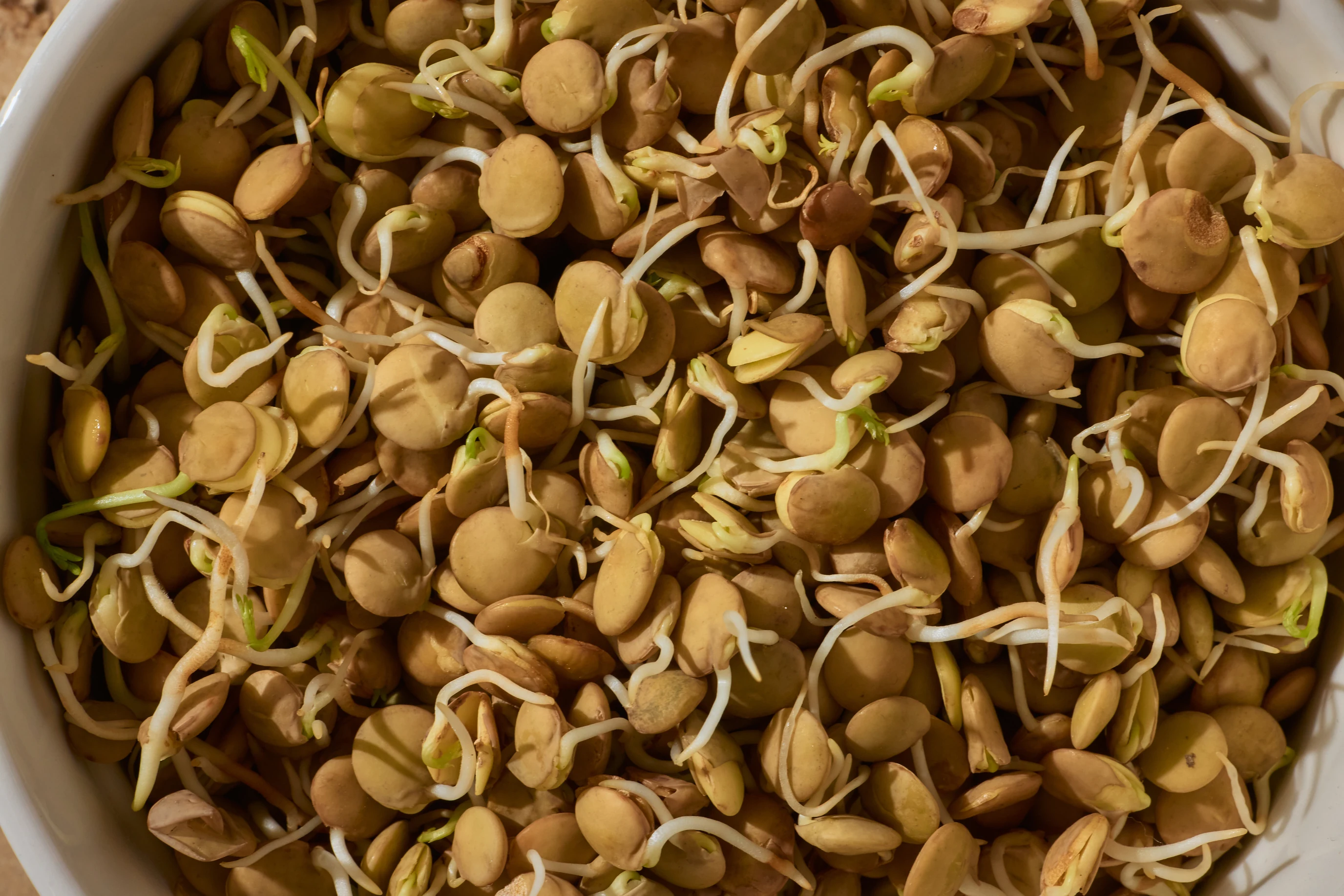 Bowl of sprouted lentils
